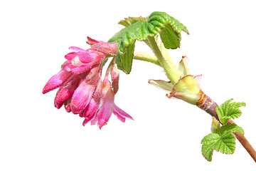 Image showing Currant spring blooming branch with fresh leaves and red flowers