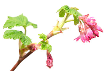 Image showing Ribes sanguineum currant spring blossom purple flowers on branch