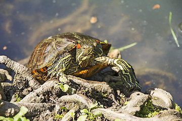 Image showing Red Eared Turtle