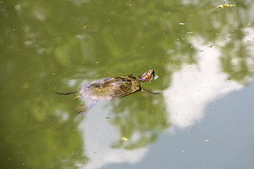Image showing Red Eared Turtle