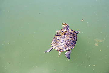 Image showing Red Eared Turtle