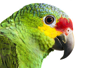 Image showing Amazon Parrot