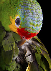 Image showing Amazon Parrot