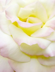 Image showing White rose