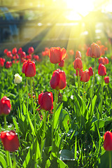 Image showing Field of red colored tulips 