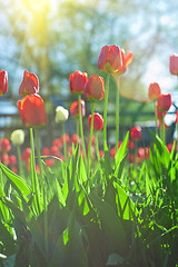 Image showing Field of red colored tulips 