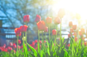 Image showing Blurred background of red colored tulips