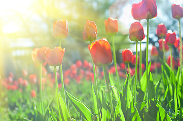 Image showing Field of red colored tulips 