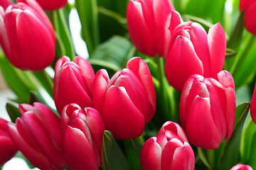 Image showing Tulips