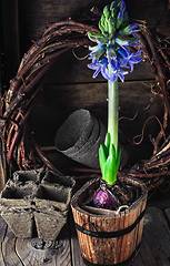 Image showing Spring blooming hyacinth