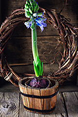 Image showing Spring blooming hyacinth