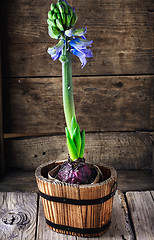 Image showing Spring blooming hyacinth