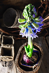Image showing Spring blooming hyacinth