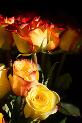 Image showing unwrapped yellow rose on the black background