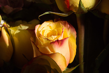 Image showing unwrapped yellow rose on the black background