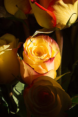 Image showing unwrapped yellow rose on the black background