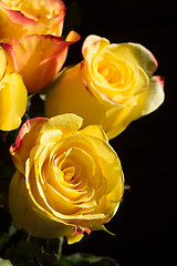 Image showing unwrapped yellow rose on the black background