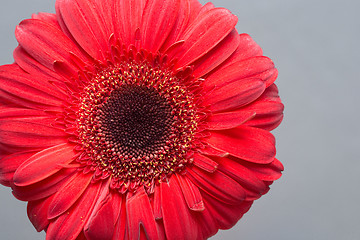 Image showing red Gerbera Daisies