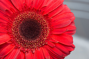 Image showing red Gerbera Daisies