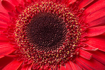 Image showing red Gerbera Daisies