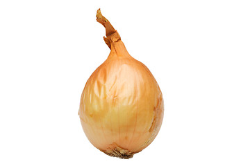 Image showing Ripe onion on a white background