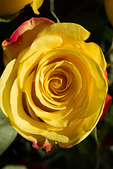 Image showing unwrapped yellow rose on the black background