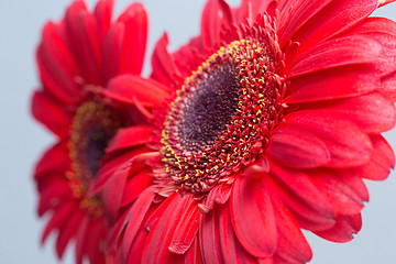 Image showing red Gerbera Daisies