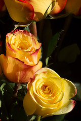 Image showing unwrapped yellow rose on the black background