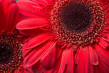 Image showing red Gerbera Daisies