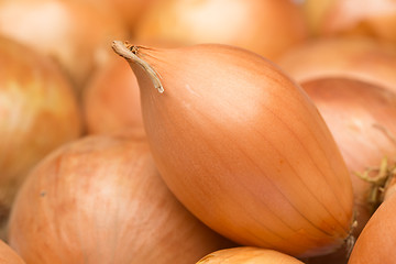 Image showing ripe golden bow. a large number. 