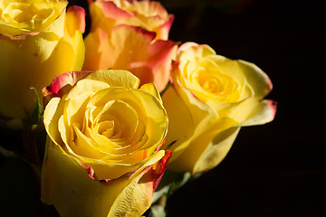 Image showing unwrapped yellow rose on the black background