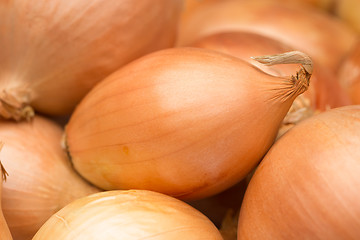 Image showing ripe golden bow. a large number. 