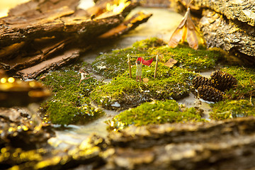 Image showing Miniature people  on background of moss and bark