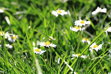 Image showing daisies in the green grass