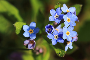 Image showing forget-me-not flower