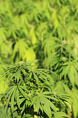 Image showing cannabis plant (marijuana)