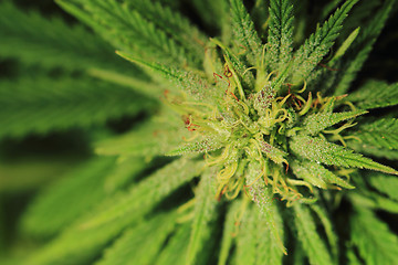 Image showing cannabis plant (marijuana)