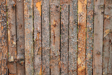 Image showing bark wood texture