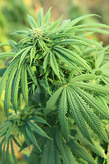 Image showing cannabis plant (marijuana)