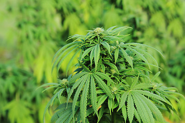 Image showing cannabis plant (marijuana)