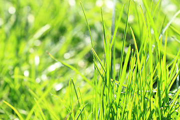 Image showing green spring grass background