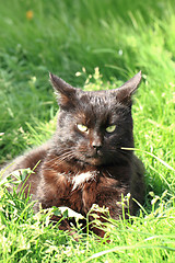 Image showing black cat in the green grass