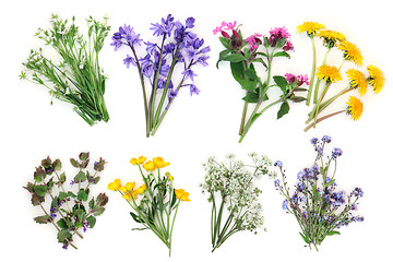 Image showing Spring Wildflowers