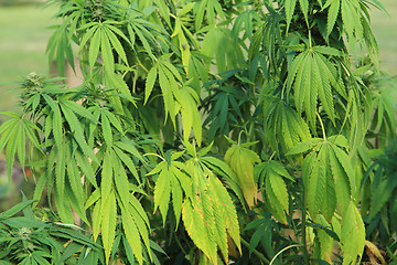 Image showing cannabis plant (marijuana)