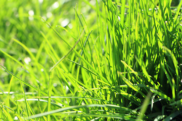Image showing green spring grass background