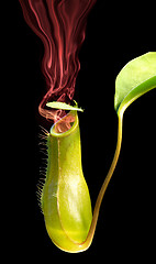 Image showing smoking pitcher plant