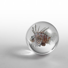 Image showing lionfish in crystal ball