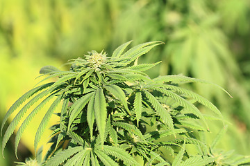 Image showing cannabis plant (marijuana)