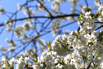 Image showing apple flowers background