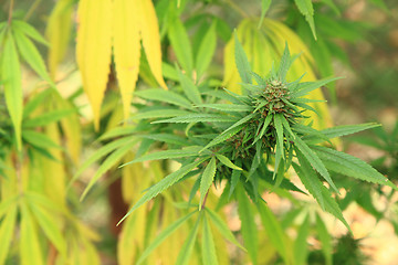 Image showing cannabis plant (marijuana)